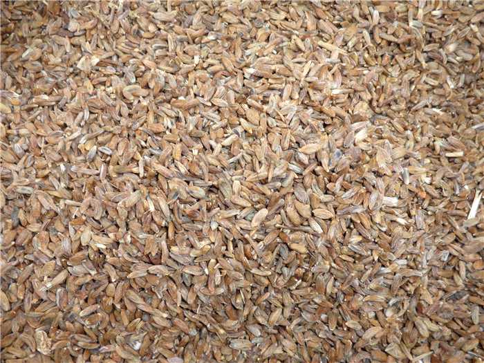 <strong>改良白术种</strong>